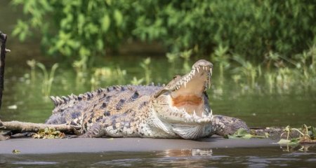 Пропавшего австралийца нашли в животе крокодила-людоеда
