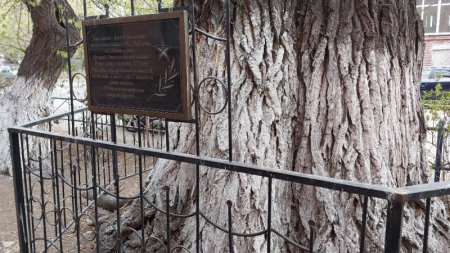 Дерево-памятник с драматичной историей расцветает в Семее каждую весну 