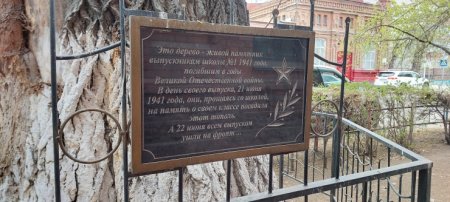 Дерево-памятник с драматичной историей расцветает в Семее каждую весну 