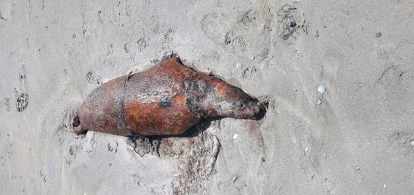 На побережье Каспия вновь нашли мертвых тюленей