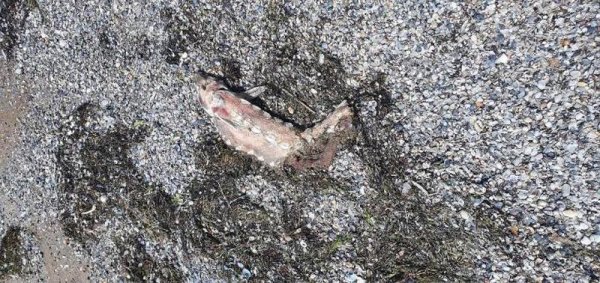 На побережье Каспия вновь нашли мертвых тюленей