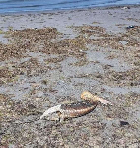 На побережье Каспия вновь нашли мертвых тюленей