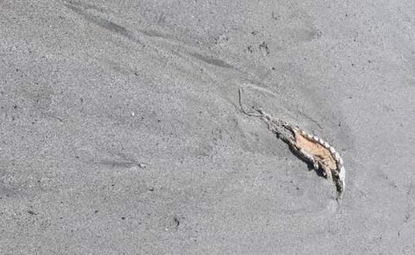 На побережье Каспия вновь нашли мертвых тюленей