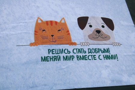 В Мангистау закон ни дня не работал: в Актау прошёл митинг в защиту животных