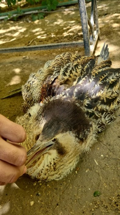 Нашли раненую птицу на улице: куда обращаться жителям Актау?