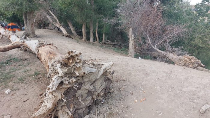 Скоро от урочища Акмыш не останется и следа: учредитель этноаула «Көгез» бьет тревогу