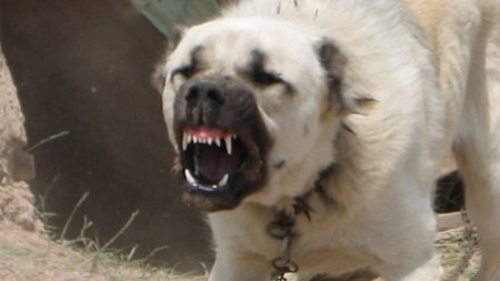 Бойцовская собака напала на прохожего в Талдыкоргане