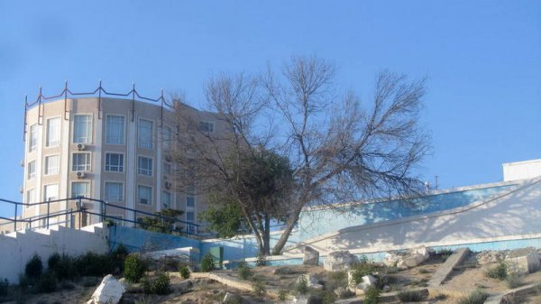 Удручающая картина: вырубку сухостоя начали на спуске к морю в Актау