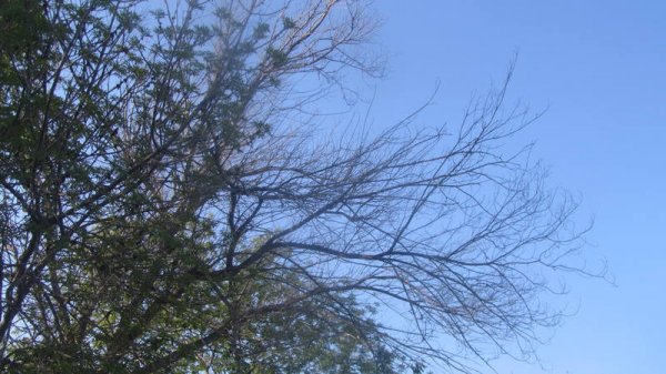 Удручающая картина: вырубку сухостоя начали на спуске к морю в Актау