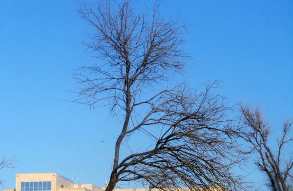 Удручающая картина: вырубку сухостоя начали на спуске к морю в Актау