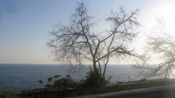 Удручающая картина: вырубку сухостоя начали на спуске к морю в Актау