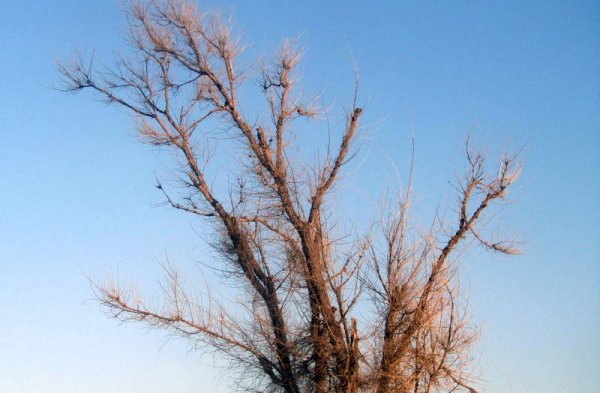 Удручающая картина: вырубку сухостоя начали на спуске к морю в Актау