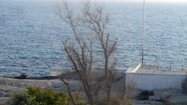 Удручающая картина: вырубку сухостоя начали на спуске к морю в Актау