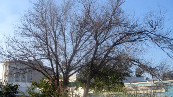 Удручающая картина: вырубку сухостоя начали на спуске к морю в Актау