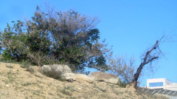 Удручающая картина: вырубку сухостоя начали на спуске к морю в Актау