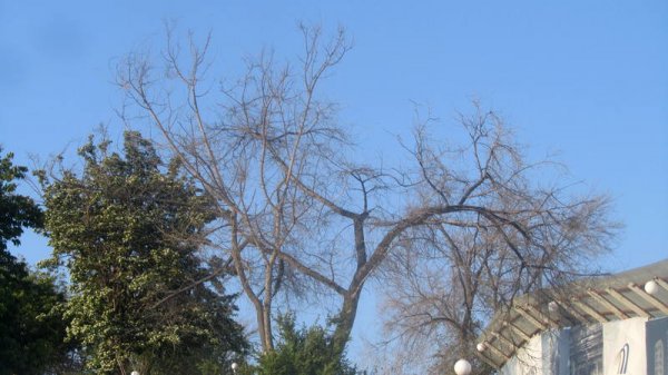 Удручающая картина: вырубку сухостоя начали на спуске к морю в Актау