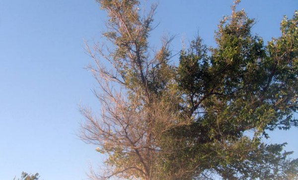 Удручающая картина: вырубку сухостоя начали на спуске к морю в Актау