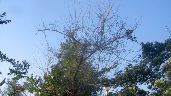 Удручающая картина: вырубку сухостоя начали на спуске к морю в Актау