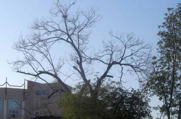 Удручающая картина: вырубку сухостоя начали на спуске к морю в Актау