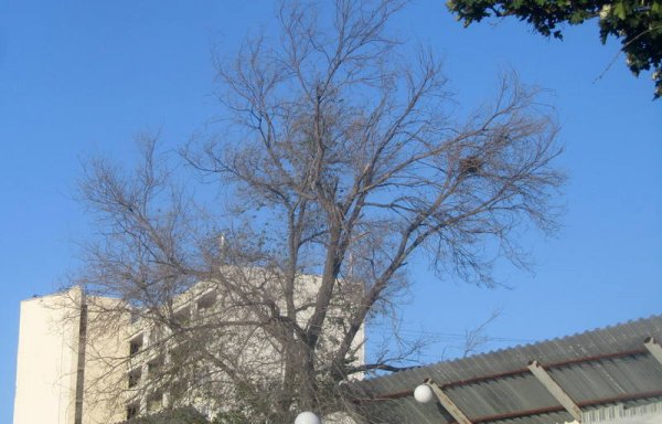 Удручающая картина: вырубку сухостоя начали на спуске к морю в Актау