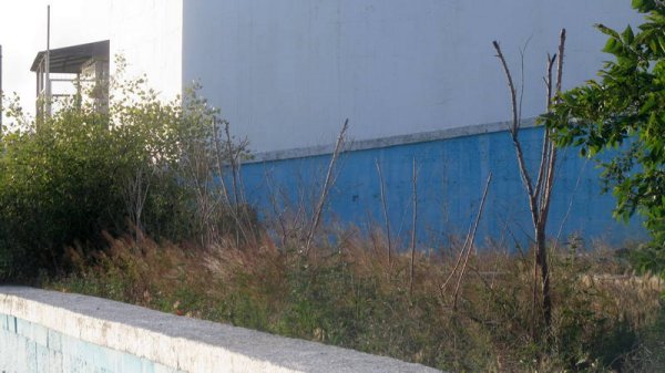 Удручающая картина: вырубку сухостоя начали на спуске к морю в Актау