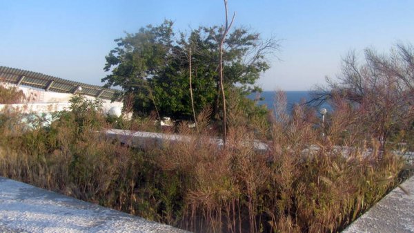 Удручающая картина: вырубку сухостоя начали на спуске к морю в Актау