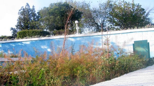 Удручающая картина: вырубку сухостоя начали на спуске к морю в Актау