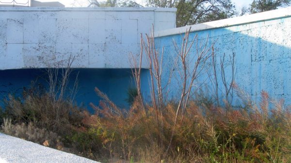 Удручающая картина: вырубку сухостоя начали на спуске к морю в Актау