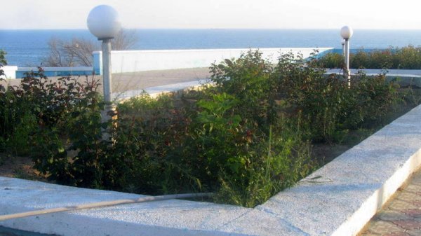 Удручающая картина: вырубку сухостоя начали на спуске к морю в Актау