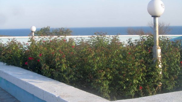 Удручающая картина: вырубку сухостоя начали на спуске к морю в Актау