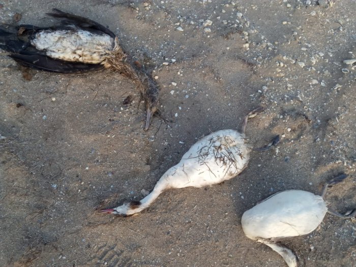 Гибель тюленей и судьбы Каспия и Караколя: как решаются проблемы экологии Мангистау