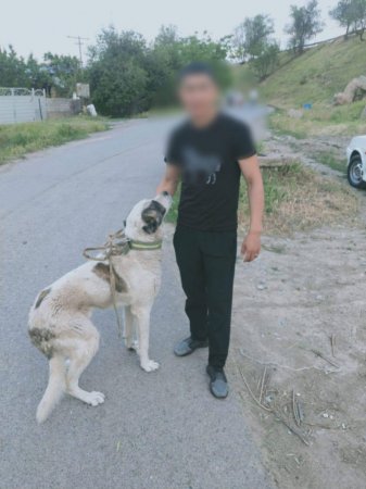 Водитель объяснил, зачем привязал собаку: полиция Шымкента направила дело в суд