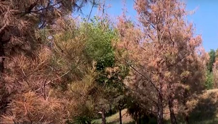 Деревья массово гибнут в Шымкенте
