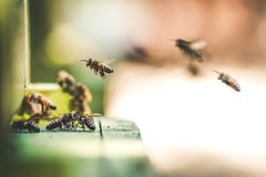 В российском регионе домашние пчелы укусили двух детей 465 раз