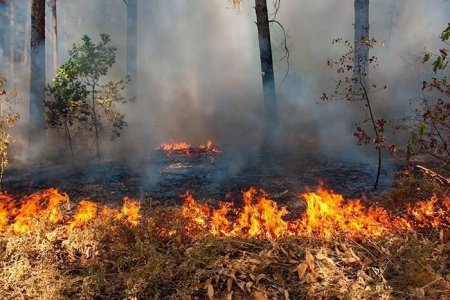 Лесные пожары охватили бывшие военные полигоны в Германии