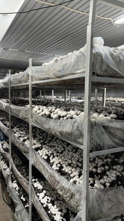 Жители Мангистау получают поддержку в рамках Нацпроекта по развитию предпринимательства