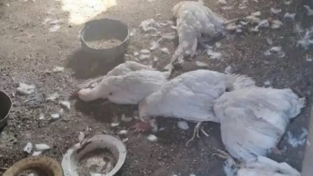 "Пьет только кровь": в ВКО неизвестное животное убивает домашних птиц