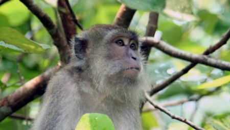 Журналисты разоблачили глобальную сеть садистов, мучающих обезьян