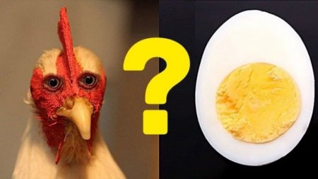 Ученые наконец выяснили, что было раньше - курица или яйцо