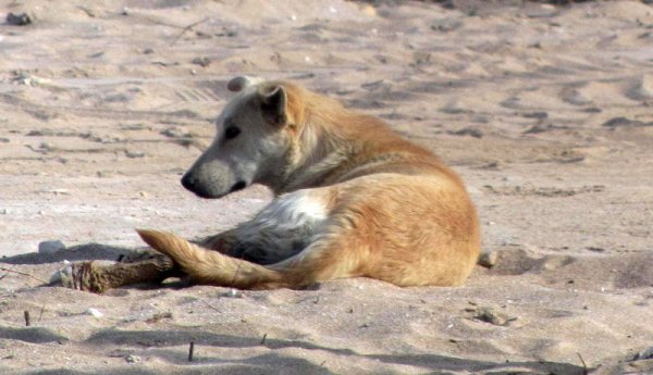 Бродячие собаки нападают на отдыхающих в Актау