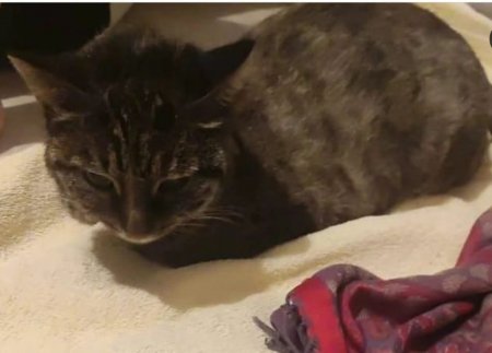 Кошку спасли из горящей квартиры пожарные в Актау