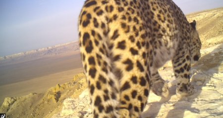 Возвращение леопарда в Мангистау: ведется создание нового Южного кластера Устюртского заповедника