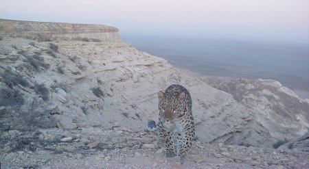 Возвращение леопарда в Мангистау: ведется создание нового Южного кластера Устюртского заповедника