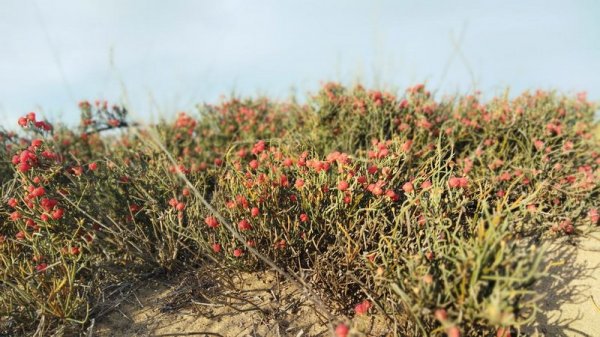Растением в пригороде Актау заинтересовались туристы