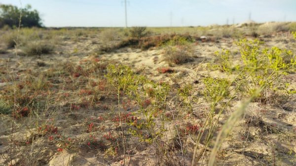 Растением в пригороде Актау заинтересовались туристы