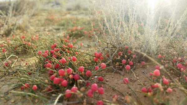 Растением в пригороде Актау заинтересовались туристы