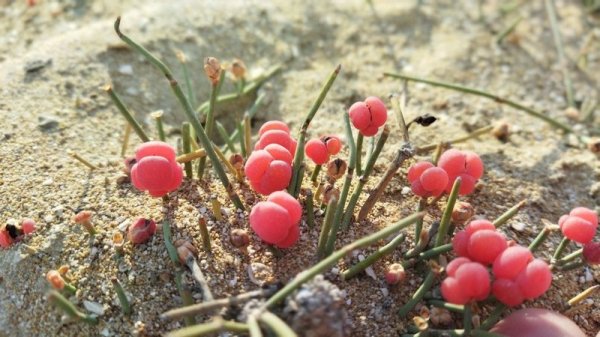 Растением в пригороде Актау заинтересовались туристы