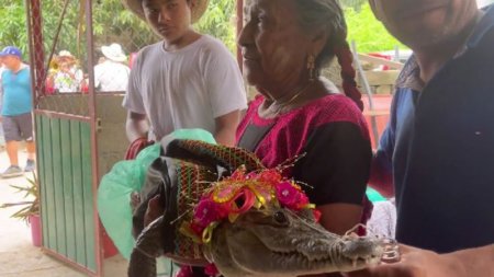 В Мексике мэр города женился на каймановой рептилии