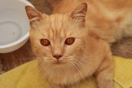 Ищем дом чудесному рыжику!