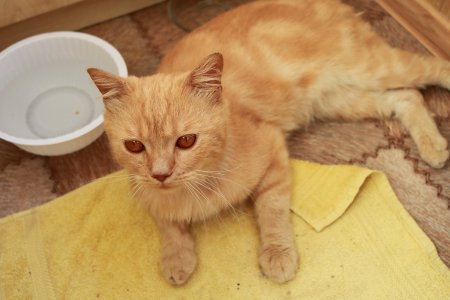 Ищем дом чудесному рыжику!